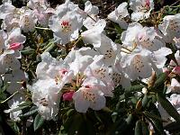 rhododendron_pseudochrysanthum_2