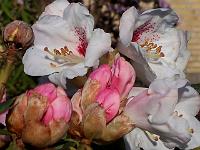 rhododendron_pseudochrysanthum