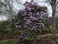 rhododendron_rubiginosum