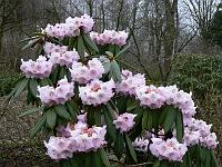 rhododendron_s.n._1