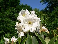 rhododendron_s.n._11