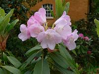 rhododendron_s.n._12