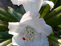 rhododendron_s.n._17