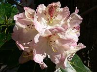 rhododendron_s.n._18