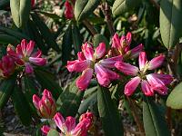 rhododendron_s.n._2
