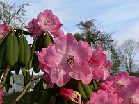 rhododendron_s.n._3