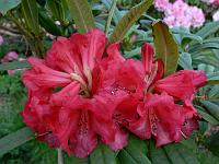 rhododendron_s.n._6