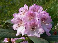 rhododendron_s.n._9