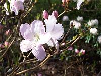 rhododendron_schlippenbachii