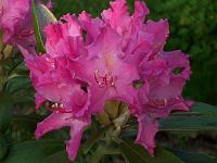 rhododendron_smirnowii