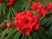 rhododendron_strigillosum