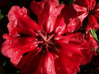 rhododendron_strigillosum