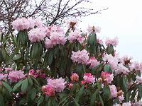 rhododendron_sutchuenense__og_oreodoxa_hybrider