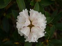 rhododendron_taliense