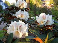 rhododendron_taliense