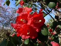 rhododendron_thomsonii