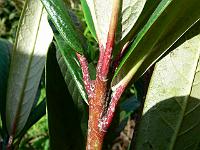 rhododendron_uvarifolium