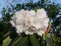 rhododendron_vernicosum_1