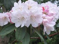 rhododendron_vernicosum