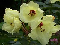 rhododendron_wardii