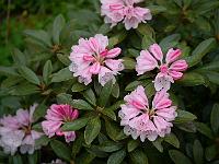 rhododendron_wiltonii