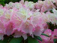 rhododendron_yak_hybrid