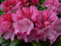rhododendron_yak_hybrid_kalinka
