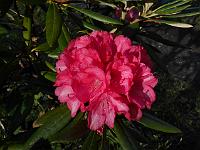 rhododendron_yak_x_arboreum