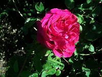 rosa_alfred_colomb