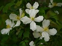clematis_chrysocoma