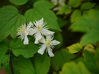 clematis_trichotoma