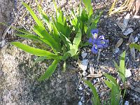 iris_lacustris