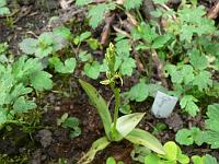 orchis_insectifera