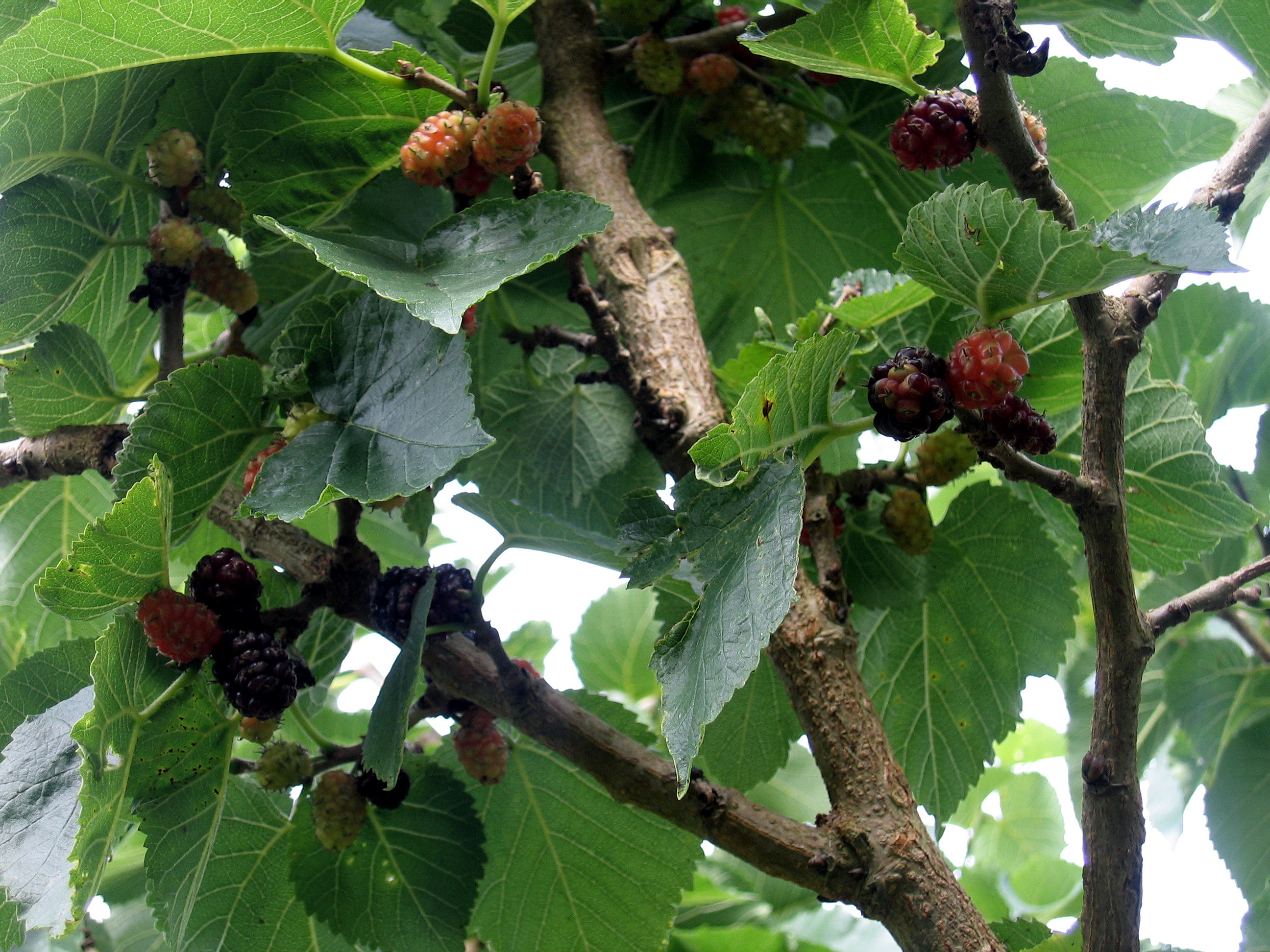 Morus nigra -sort morbær