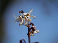 abeliophyllum_distichum_roseum