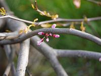 cercis_canadensis_covey