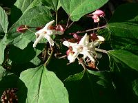 clerodendrum_trichotomum