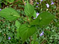 helwingia_japonica