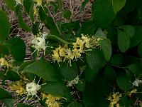 lonicera_xylosteum