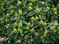 trochodendron_aralioides_-_hjultrae